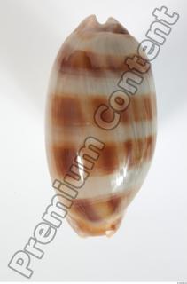 Seashell 0058